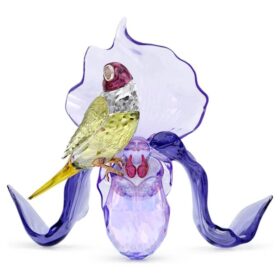 Idyllia: zięba Goulda i orchidea