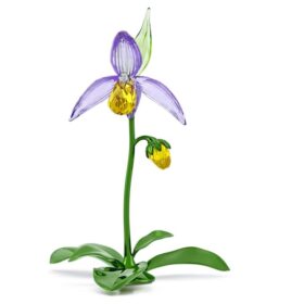 Storczyk pantofelkowy „Florere”