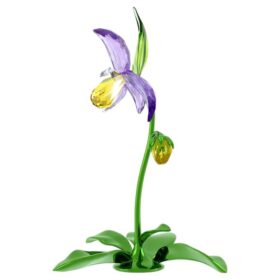 Storczyk pantofelkowy „Florere”